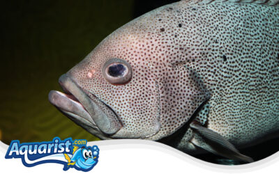 Speckled Blue Grouper