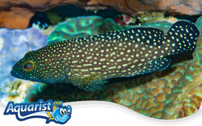 Brown-Spotted Grouper