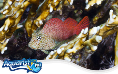 Leopard Blenny