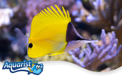 Yellow Longnose Butterflyfish