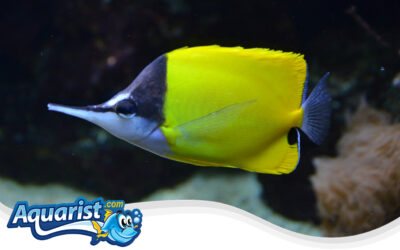 Longnose Butterflyfish