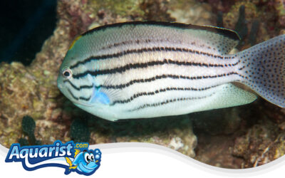 Watanabe’s Angelfish