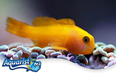 Yellow Clown Goby