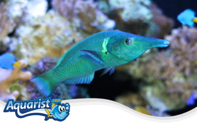 Bird Wrasse