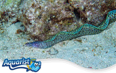 Giant Moray Eel