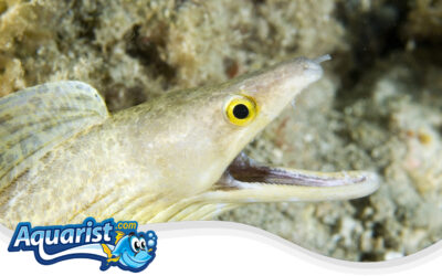 Yellow-Mouthed Moray