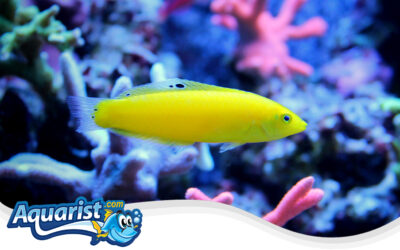 Yellow Coris Wrasse