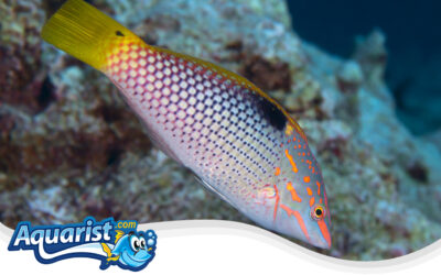 Checkerboard Wrasse