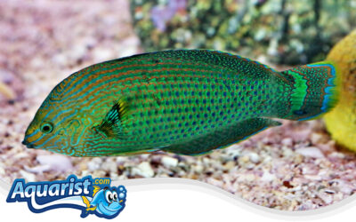 Dusky Wrasse