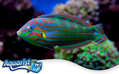 Yellow-Bellied Wrasse