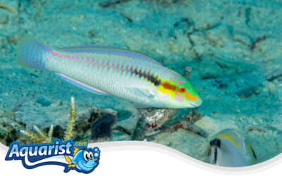 Scaly Wrasse