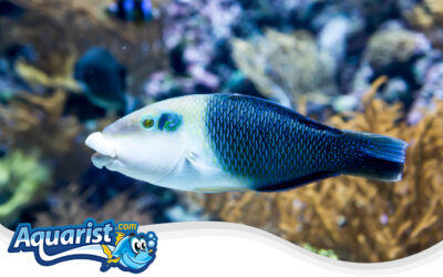 Blackeye Thicklip Wrasse