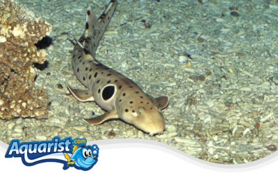 Epaulette Shark