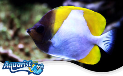 Pyramid Butterflyfish