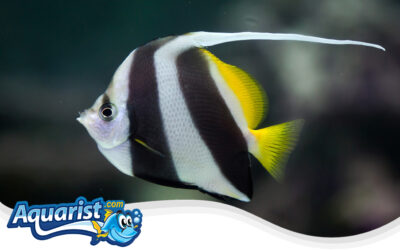 Longfin Bannerfish