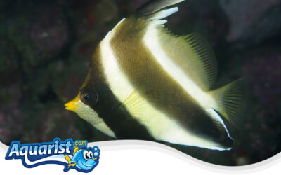 Pennant Bannerfish