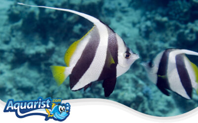 Schooling Bannerfish