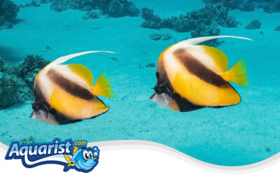 Marine Bannerfish