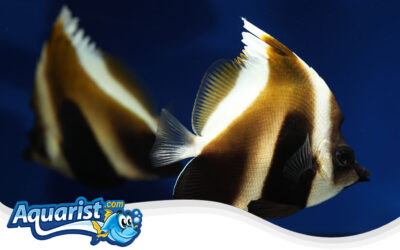 Phantom Bannerfish