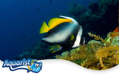 Singular Bannerfish