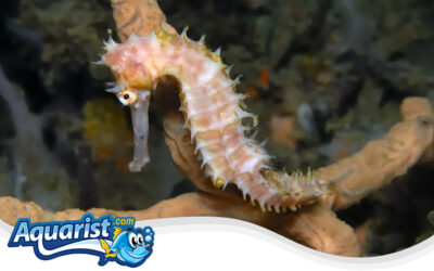 Spiny Seahorse