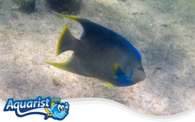 Blue Angelfish