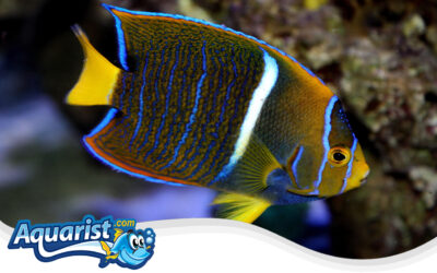 King Angelfish