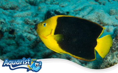 Blue-Girdled Angelfish