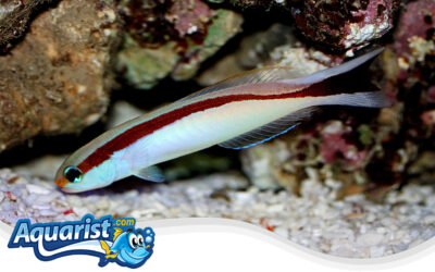 Marcos’ Wrasse