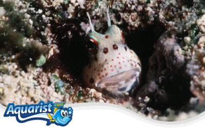 Goldspot Blenny