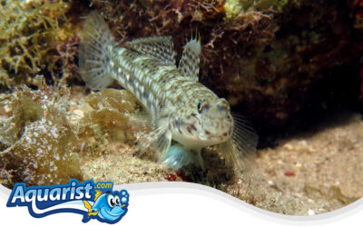 Decorated Goby