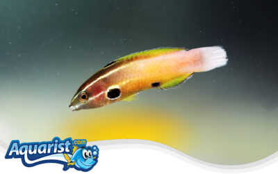 Allen’s Tubelip Wrasse