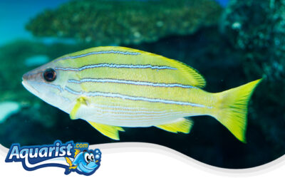 Bluestripe Snapper