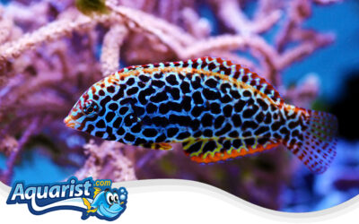 Leopard Wrasse