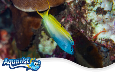 Yellowtail Fangblenny