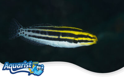 Striped Fangblenny