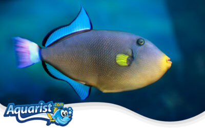 Pinktail Triggerfish