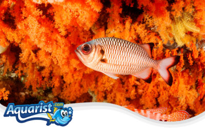 Darkfin Soldierfish