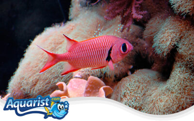 Bigscale Soldierfish