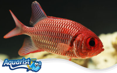 Twospot Soldierfish