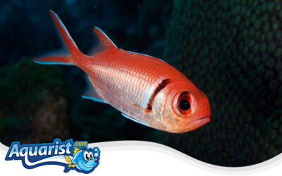 Blackbar Soldierfish