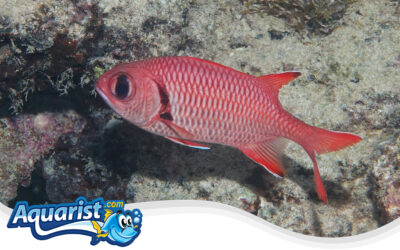 Pearly Soldierfish