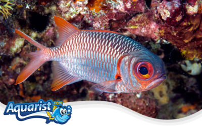 Violet Soldierfish