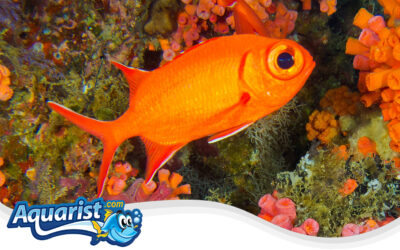 Yellowtail Soldierfish