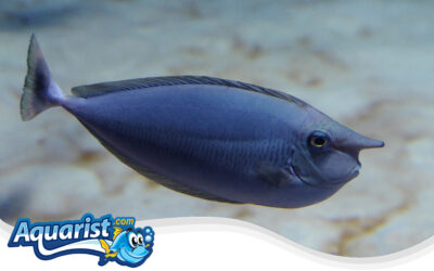 Shortnose Unicornfish