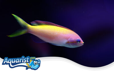 Carberry’s Anthias