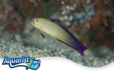 Purple Firefish