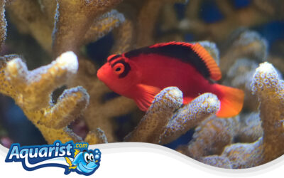 Flame Hawkfish