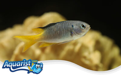 Azure Damselfish