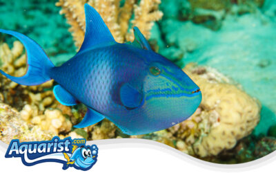 Niger Triggerfish